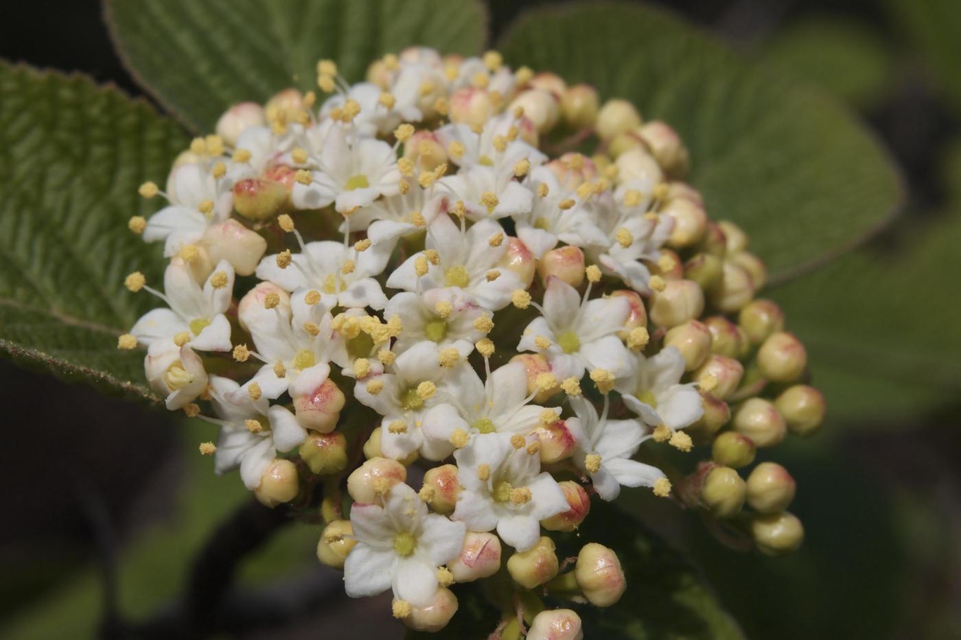 Wayfaring Tree flower